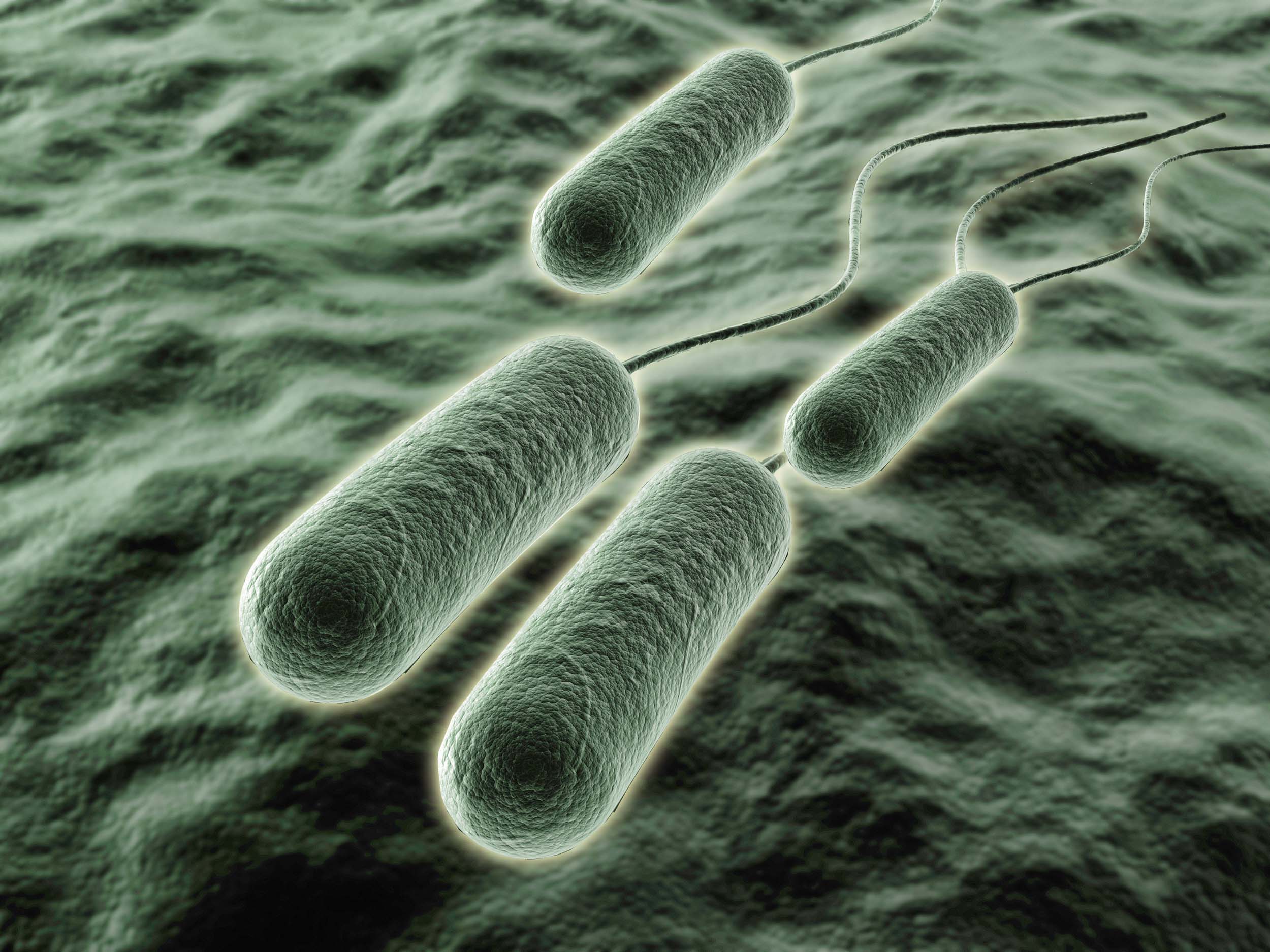 Бактерия синегнойная палочка. Псевдомонас аэругиноза. Псеудомонас бактерия. Серобактерии хемотрофы. Бактерии псевдомонас.